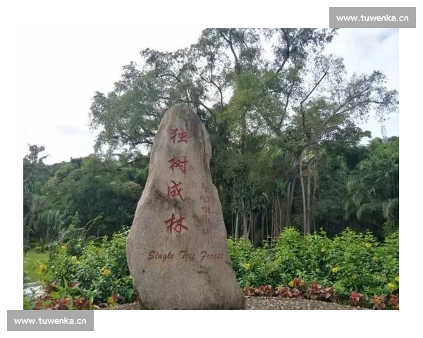 以树为碑让生命在自然中延续探寻生态安葬的人文与环境价值